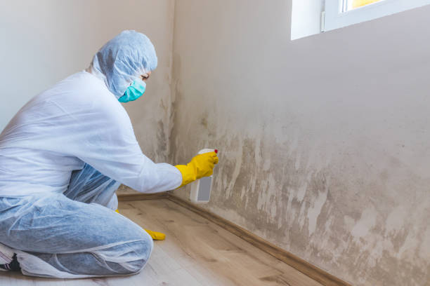 Best Attic Mold Removal  in Angola, NY